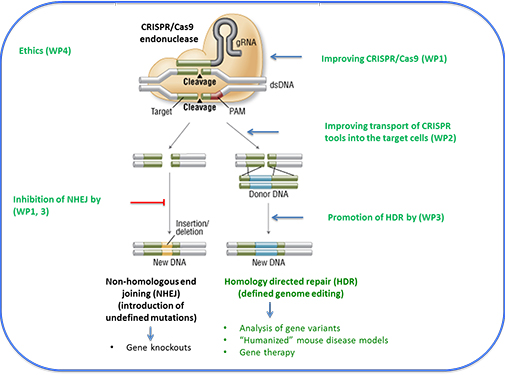 Fig. 1. Optimization of CRISPR genome editing efficiency. The CRISPR endonuclease Cas9 cuts the genomic DNA at a site defined by a short RNA sequence. The cut can be repaired by introduction of foreign DNA through homologous directed repair (HDR) or by nonhomologous end joining (NHEJ).